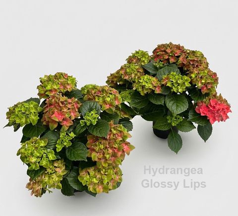 Hydrangea macrophylla GLOSSY LIPS