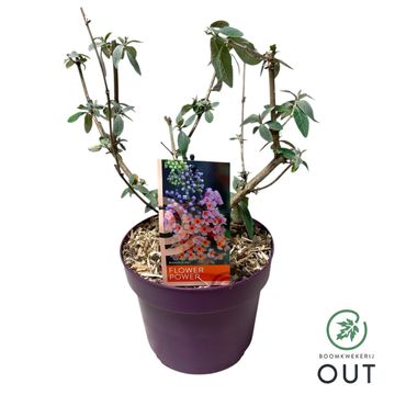 Buddleja x weyeriana 'Flower Power'