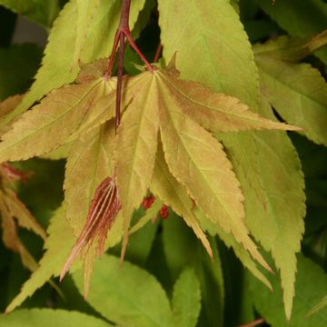 Acer palmatum 'Ôsakazuki'