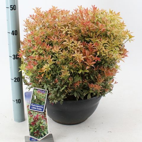 Pieris japonica 'Little Goldy'