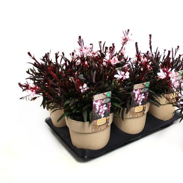 Gaura lindheimeri GAUDI PINK
