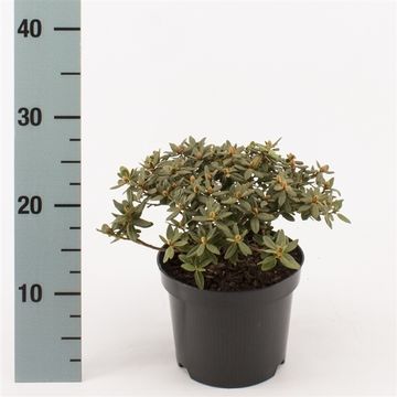 Rhododendron 'Ramapo'