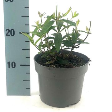 Veronicastrum virginicum 'Lavendelturm'