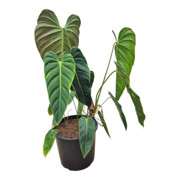 Filodendro esmeraldense