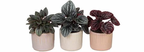 Peperomia caperata MIX