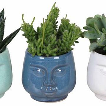 χυμώδη φυτά MIX