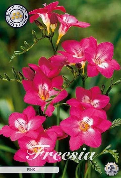 Freesia SINGLE PINK