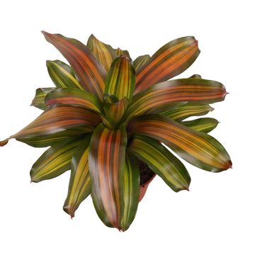 Neoregelia 'Freddie'