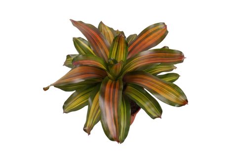 Neoregelia 'Freddie'