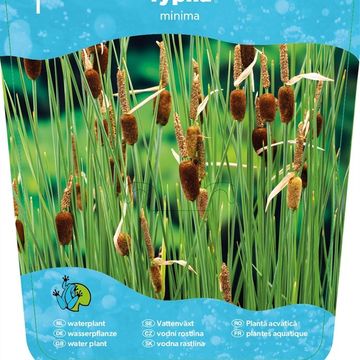 Typha minima