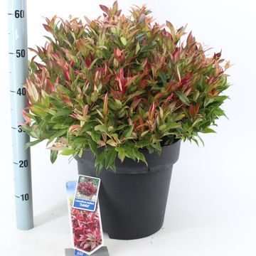 Leucothoe 'Zeblid'