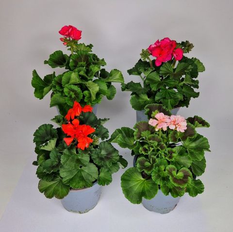 Pelargonium ZONALE MIX