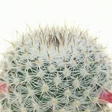 Mammillaria haageana