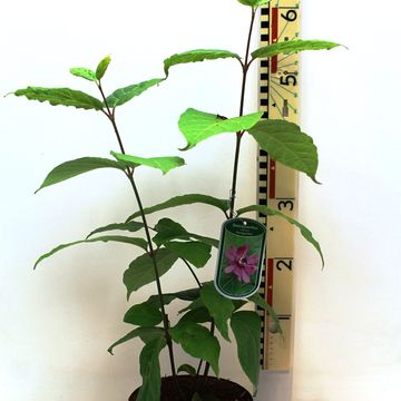 Calycanthus x raulstonii 'Hartlage Wine'