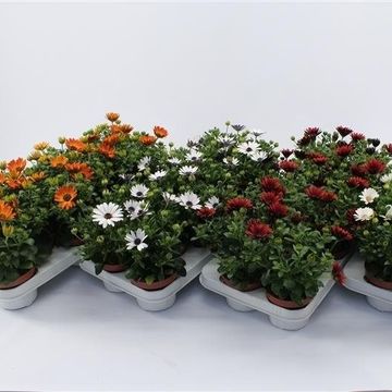 Osteospermum MIX