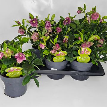 Helleborus orientalis