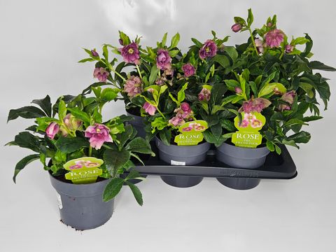 Helleborus orientalis