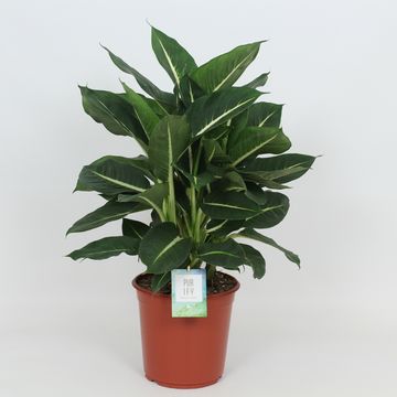 Dieffenbachia 'Грин Мэджик'