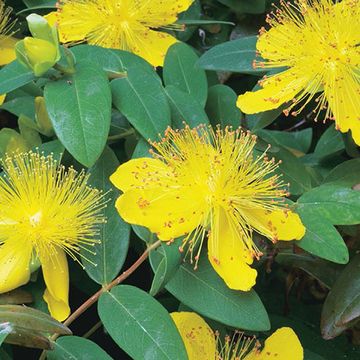 Hypericum calycinum