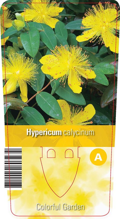 Hypericum calycinum