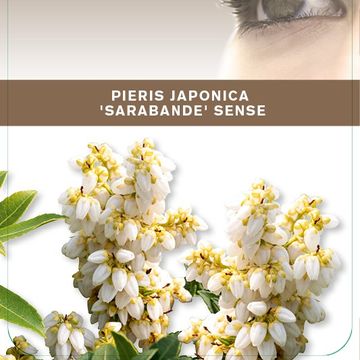 Pieris japonica 'Sarabande'