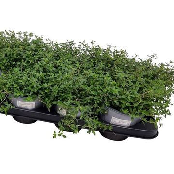 Thymus serpyllum