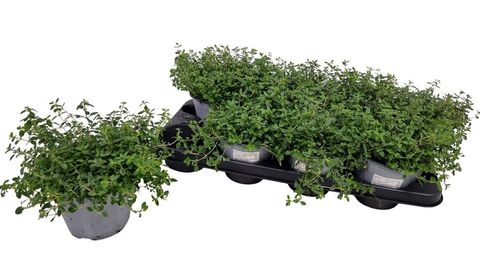 Thymus serpyllum