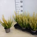 Calluna vulgaris BEAUTY LADIES AGNETA