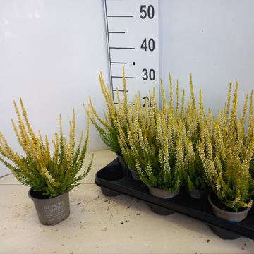 Calluna vulgaris BEAUTY LADIES AGNETA