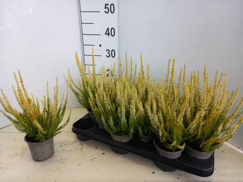 Calluna vulgaris BEAUTY LADIES AGNETA