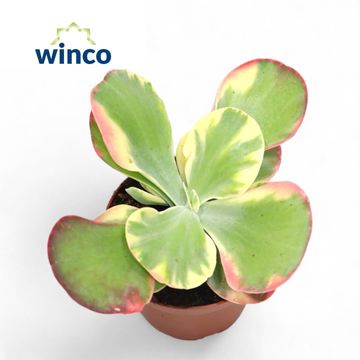 Kalanchoe thyrsiflora 'Variegata'