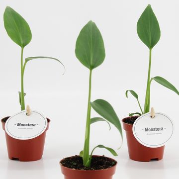 Monstera 'Burle Marx Flame'