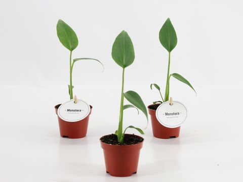 Monstera 'Burle Marx Flame'