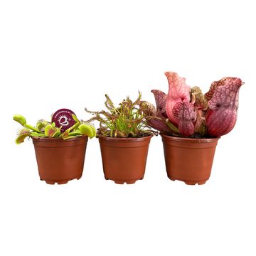 Carnivorous plants MIX