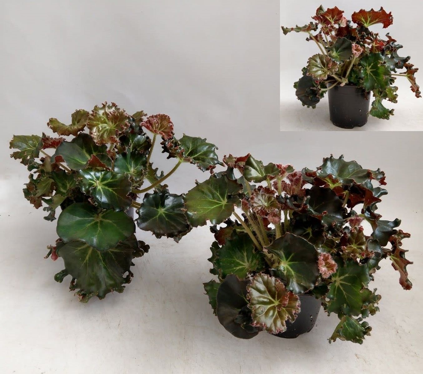 Begonia x erythrophylla 'Bunchii' — Plant Wholesale FlorAccess