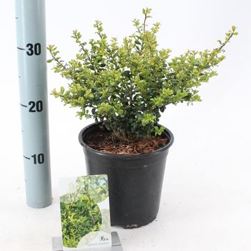 Ilex crenata 'Convexa'