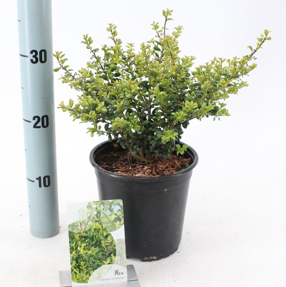 Ilex crenata 'Convexa' — Plant Wholesale FlorAccess