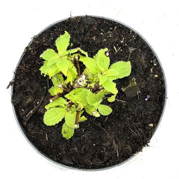Campanula lactiflora 'Prichard's Variety'