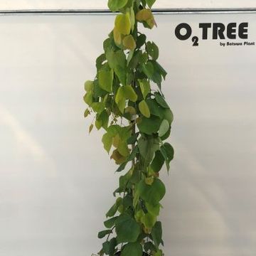 Cercis canadensis GOLDEN FALLS