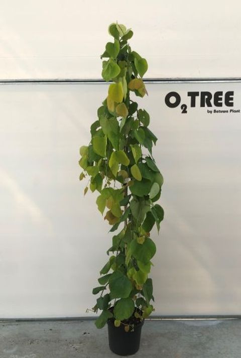 Cercis canadensis GOLDEN FALLS