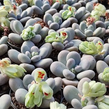 Pachyphytum oviferum