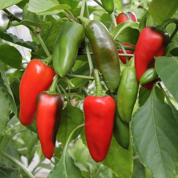 Capsicum annuum 'Krebs Sweet Red'