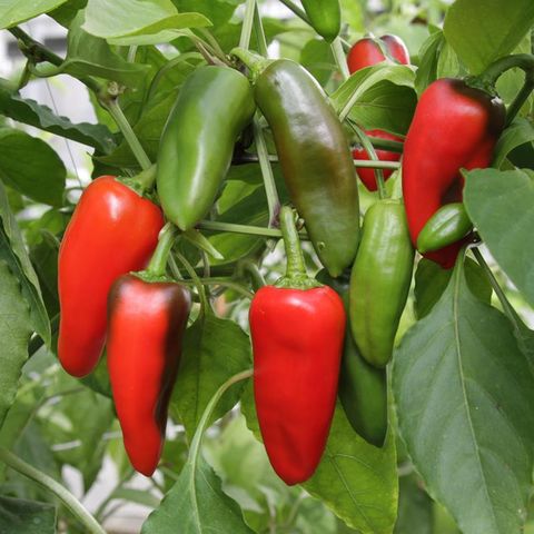 Capsicum annuum 'Krebs Sweet Red'