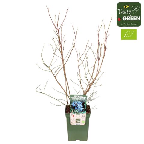 Vaccinium corymbosum 'Brigitta Blue'