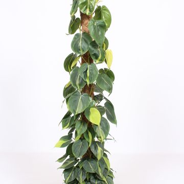 Philodendron scandens 'Brasil'