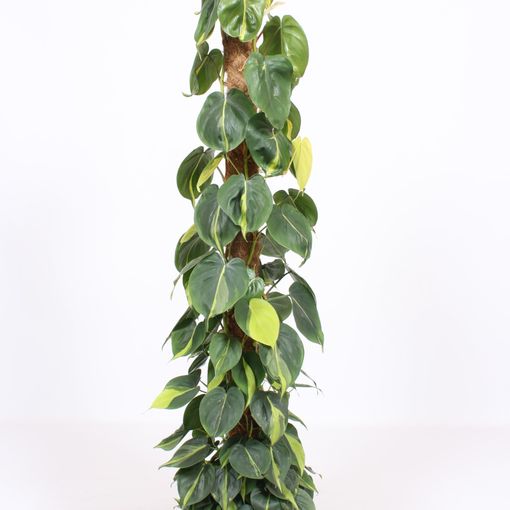 Philodendron scandens 'Brasil'