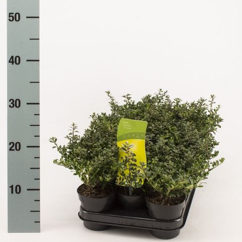 Ilex crenata 'Stokes'