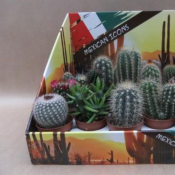 Cactus MIX