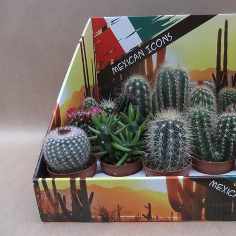 cactus mix (John De Wilde bvba)