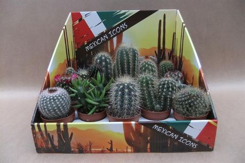 Cactus MIX